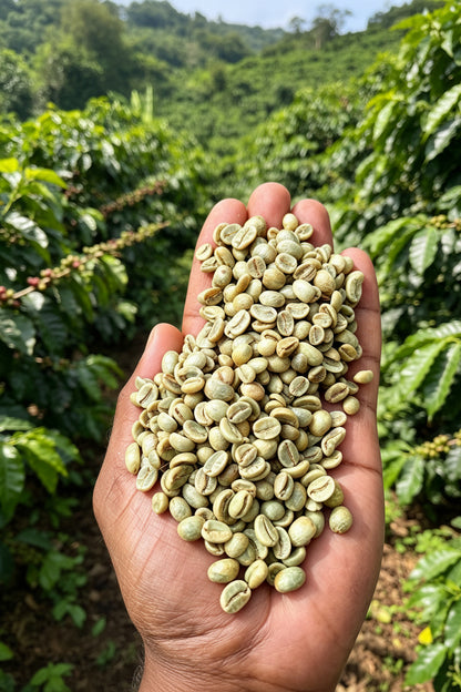 Coffee bean